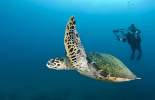 sea turtle, kwazulu natal coast, south africa safaris