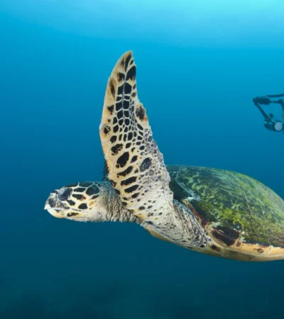 sea turtle, kwazulu natal coast, south africa safaris