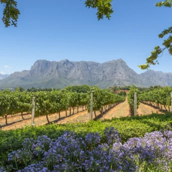 the winelands vineyards, south africa safari holidays