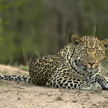 leopard south africa wildlife yellow zebra safaris