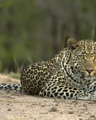 leopard south africa wildlife yellow zebra safaris