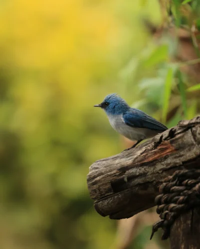 blue flycatcher birding yellow zebra safaris