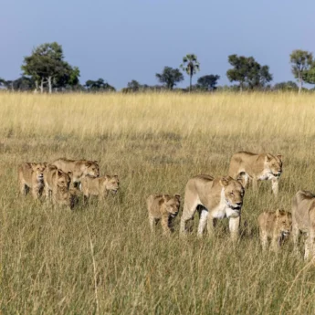 Lions, Mokolwane, Okavango Delta, Botswana