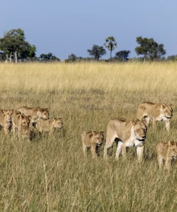 Lions, Mokolwane, Okavango Delta, Botswana