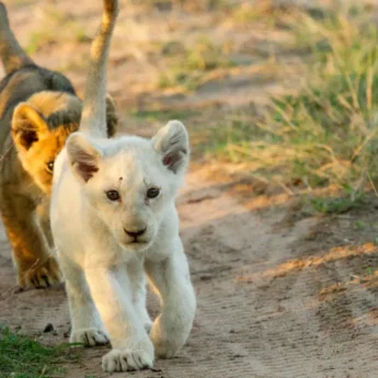 Lion Cubs, Ngala Tented Camp, Timbavati, South Africa