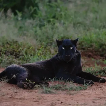Black Leopard, Laikipia Wilderness Camp, Laikipia, Kenya