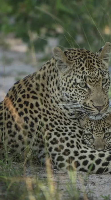Singita Ebony Lodge Wildlife7