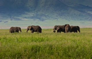 Elephants, Big Five safari, Ngorongoro Crater, Tanzania