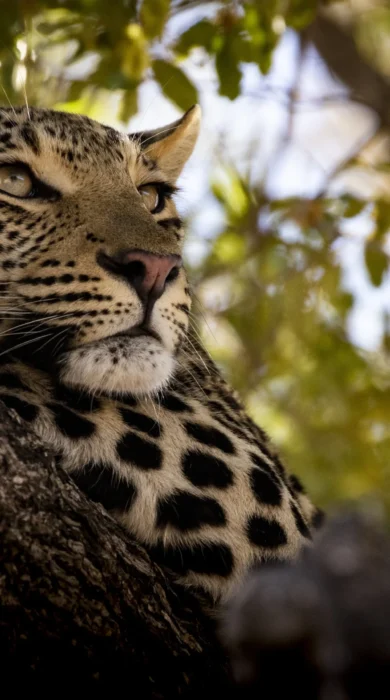 Leopard, Jao Camp, Okavango Delta, Botswana