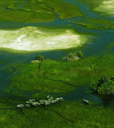 elephant safaris, okavango delta, botswana