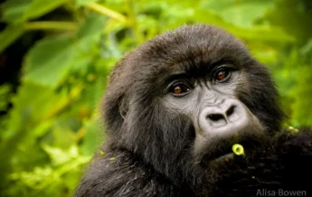 gorilla in volcanoes national park, rwanda safaris