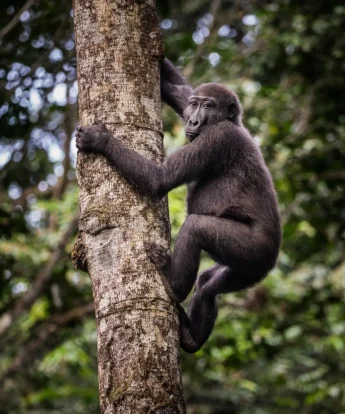 gorilla trekking, odzala kokoua national park, republic of the congo safaris