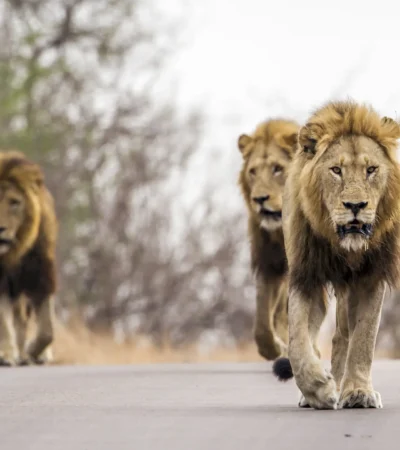 lion males, sabi sands, south africa safaris