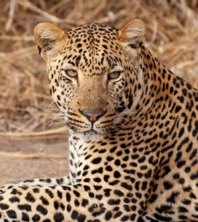 Leopard in the Sabi Sands, South Africa safaris
