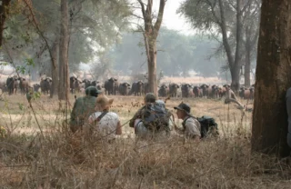 walking safari, hwange bush camp, hwange national park, zimbabwe