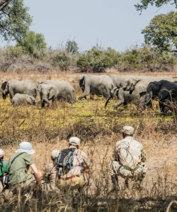 chikoko tree camp elephants zambia yellow zebra safaris