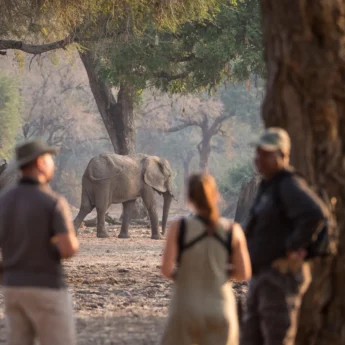 Walking Safari, Wilderness Chikwenya, Mana Pools, Zimbabwe