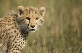 Cheetah, Grumeti Reserve wildlife, Serengeti, Luxury Tanzania