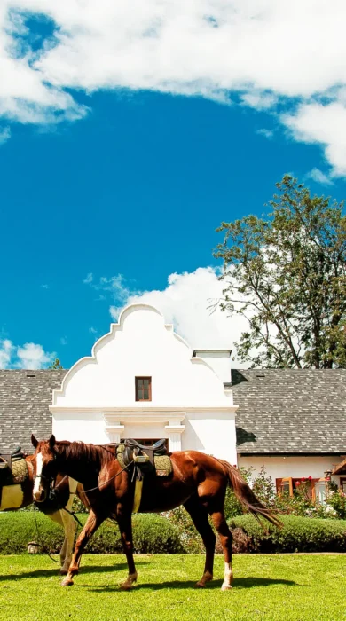 Horses, The Manor at Ngorongoro, Ngorongoro Crater, Tanzania
