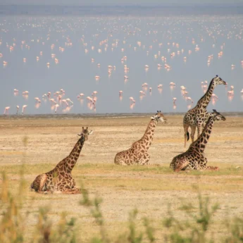 giraffes in the serengeti, October in Tanzania