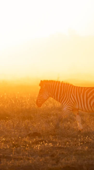Zebra, Wilderness Mokete, Okavango Delta, Botswana