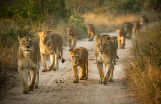 Ten lions walk on a sandy path - Yellow Zebra Safari