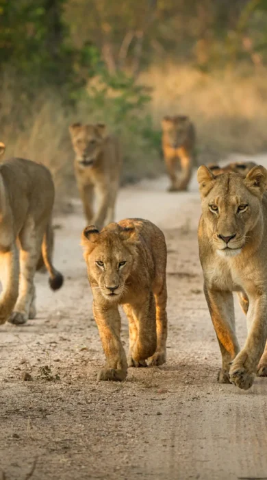 Ten lions walk on a sandy path - Yellow Zebra Safari
