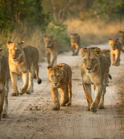 Ten lions walk on a sandy path - Yellow Zebra Safari