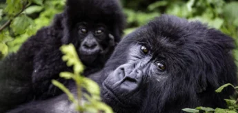 Gorillas, Wilderness Bisate Reserve, Volcanoes NP, Rwanda