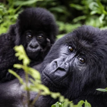 A gorilla and their baby sitting on their chest look at the camera, Wilderness Bisate Reserve, Volcanoes National Park, Rwanda - Yellow Zebra Safaris