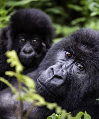 A gorilla and their baby sitting on their chest look at the camera, Wilderness Bisate Reserve, Volcanoes National Park, Rwanda - Yellow Zebra Safaris