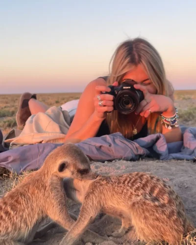 A woman with blonde hair lying on the ground to take a close up photo of meerkats around a burrow. Two meerkats grooming each other in peace along side the woman's presence.