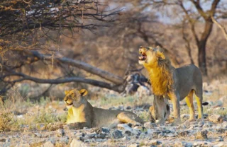 076 Etosha Wildlife