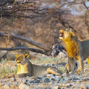 076 Etosha Wildlife