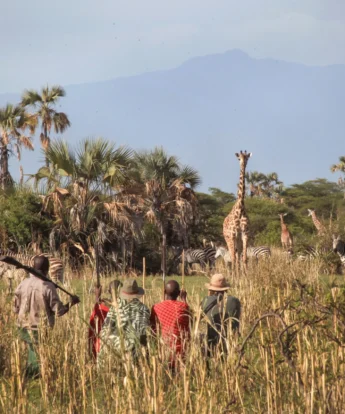 Guests sit in the high grass to watch giraffes and zebra, Chem Chem Safari Lodge, Tanzania - Yellow Zebra Safari