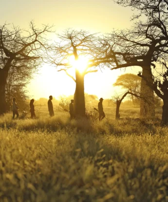 The low sun flits through Acacia tree branches, Ruaha National Park, Tanzania - Yellow Zebra Safari