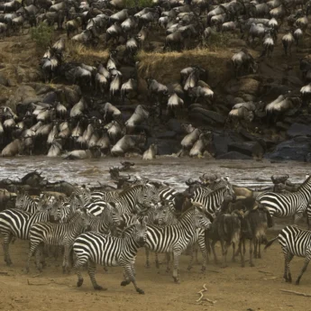 A crowd of zebra on the near riverbank as wildebeest dive into the river from the other, higher, bank, Mara, Kenya - Yellow Zebra Safari