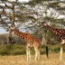 Two giraffes stand - Yellow Zebra Safari