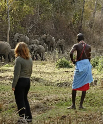 Elephant walking safaris, mathews range, Kenya