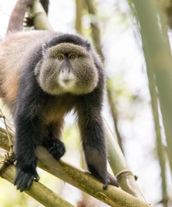 golden monkey, mgahinga gorilla national park, uganda safaris