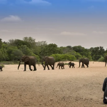 South Africa Safari Game Walk