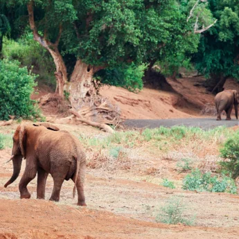 elephants in makuleke contractual park, south africa