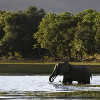elephant in south luangwa national park, zambia