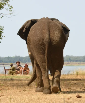 elephant in lower zambezi national park, zambia safaris