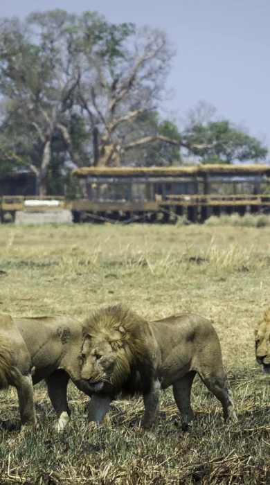 lion pack in kafue national park, zambia safaris