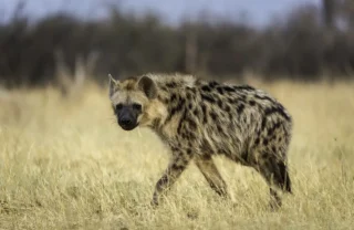 A lone hyena walks in the high grass and stares down the camera, Hwange National Park, Zimbabwe - Yellow Zebra Safaris