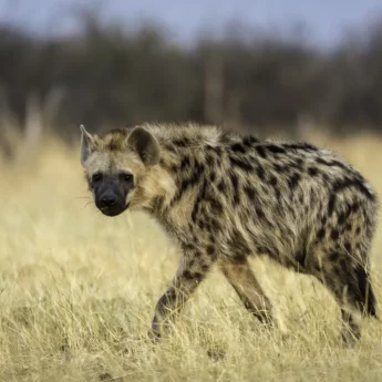 A lone hyena walks in the high grass and stares down the camera, Hwange National Park, Zimbabwe - Yellow Zebra Safaris