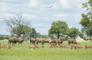 antelopes in hwange national park, zimbabwe safaris