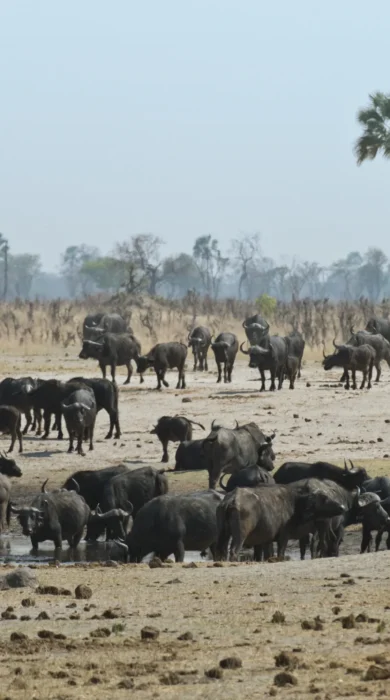 buffalo in hwange national park, zimbabwe safaris