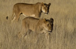 Two lionnesses stalk through the tall grass, Damaraland, Namibia - Yellow Zebra Safaris